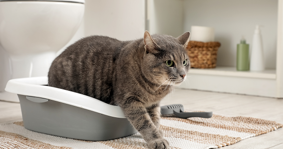 Por qué el polvo de la arena puede afectar la respiración de tu gato (y la tuya también)