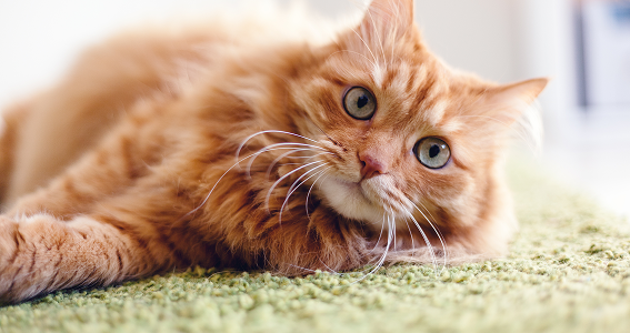 7 cosas raras que hacen los gatos y tienen explicación científica