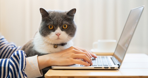 Gatos y teletrabajo: cómo sobrevivir a las videollamadas con tu felino